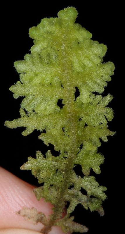 Trichocolea tomentella